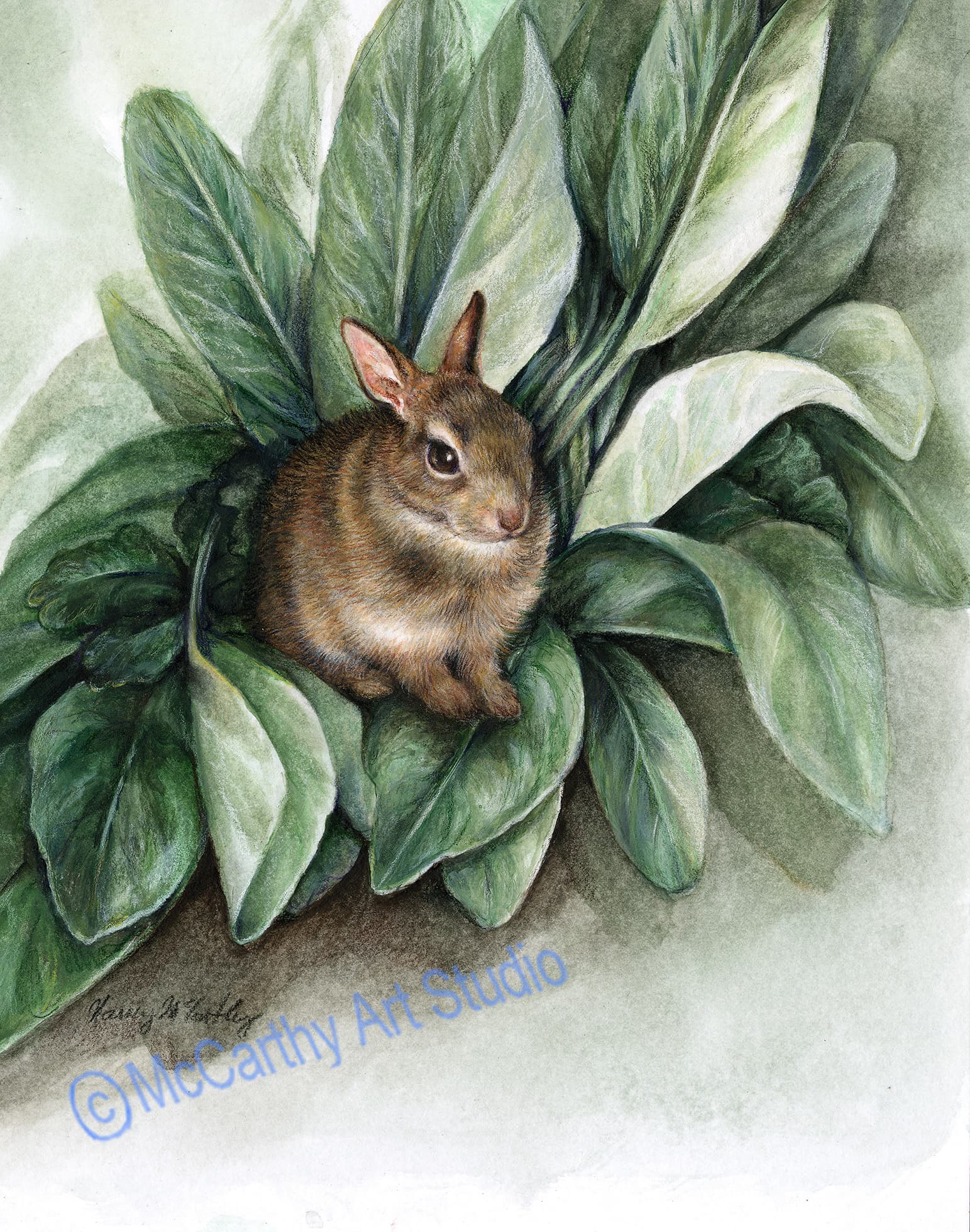 Bunny In the Lambs Ears