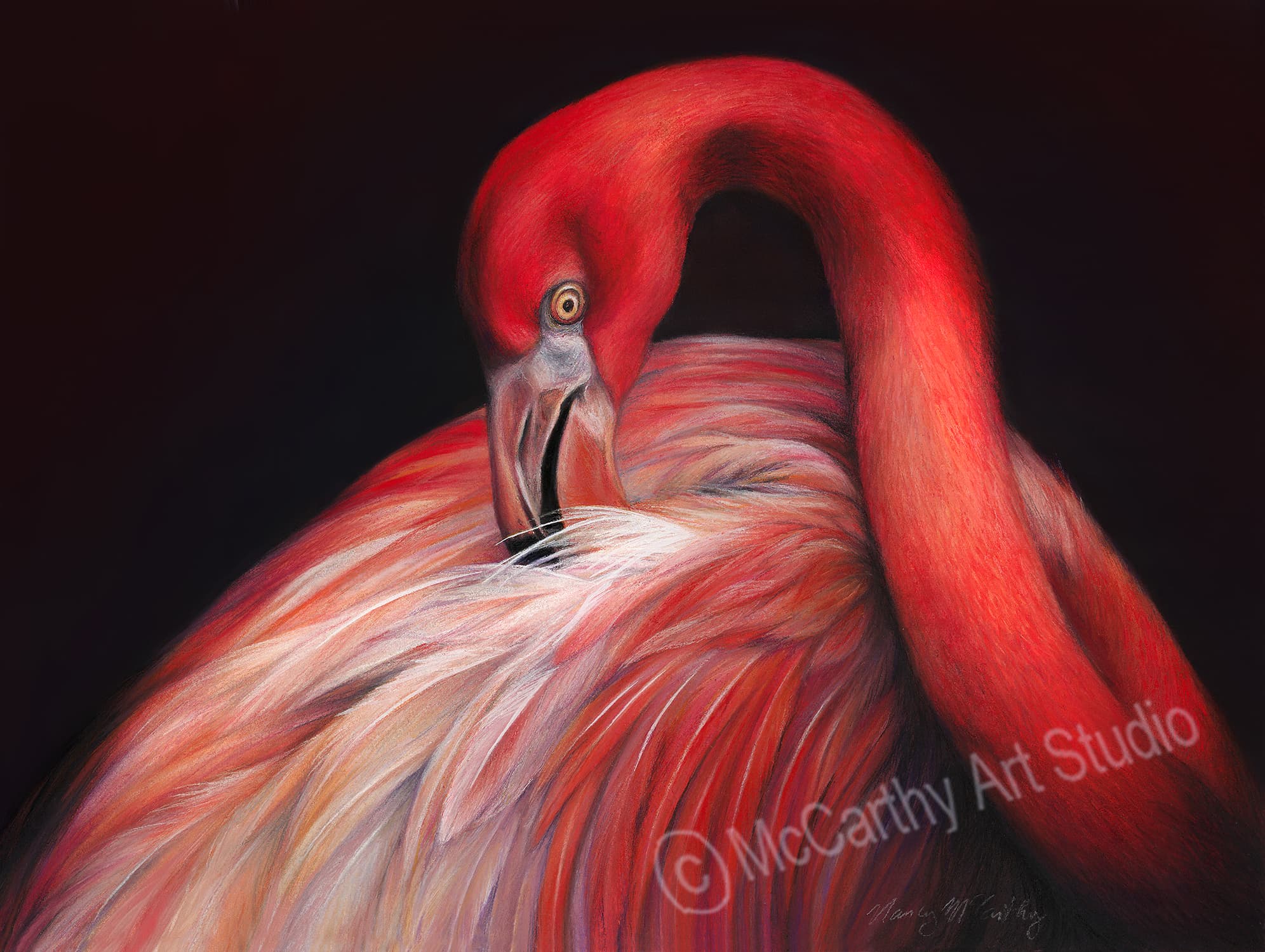 Preening Flamingo