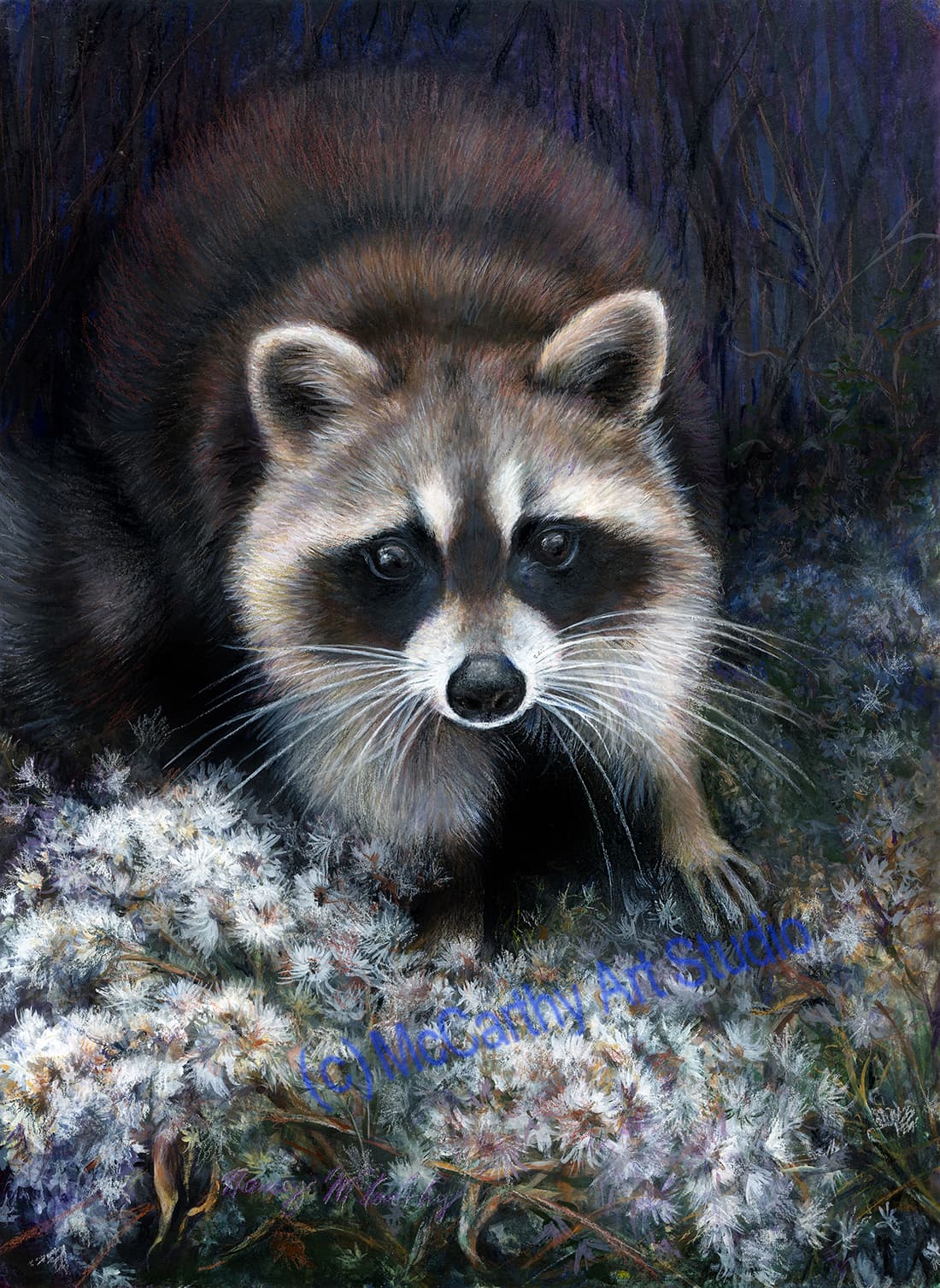 Raccoon In the Goldenrod Seed