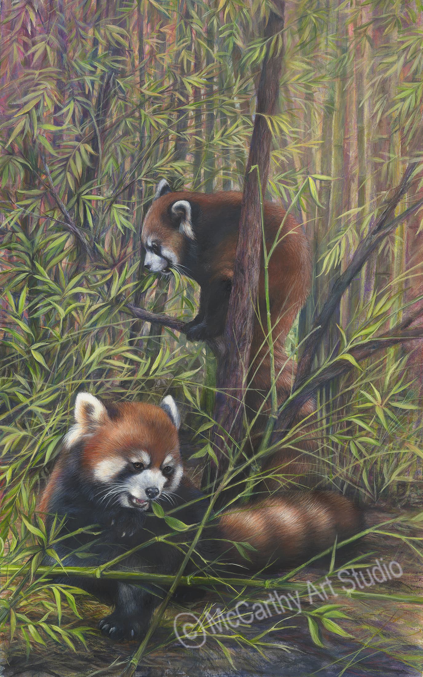 Red Pandas